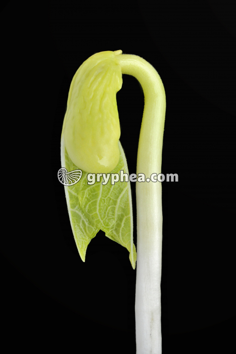 Haricot (Phaseolus vulgaris) - Cotylédons et premières feuilles (détail) - gryphea.org